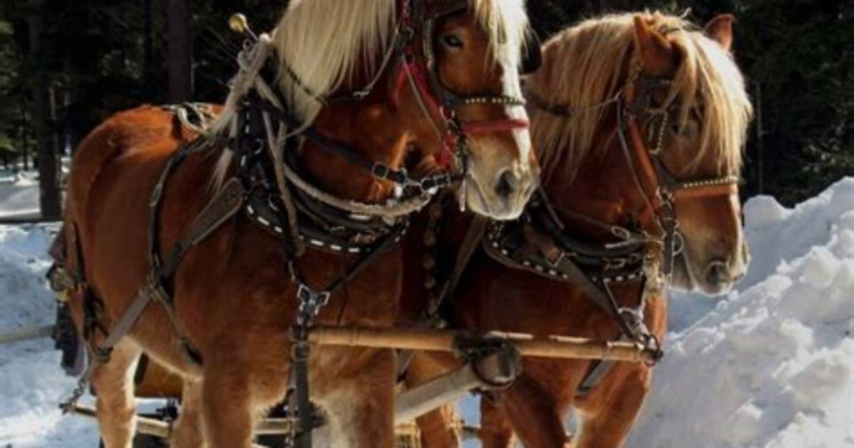 What Are Amish Horses?