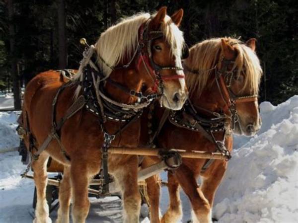 What Are Amish Horses?