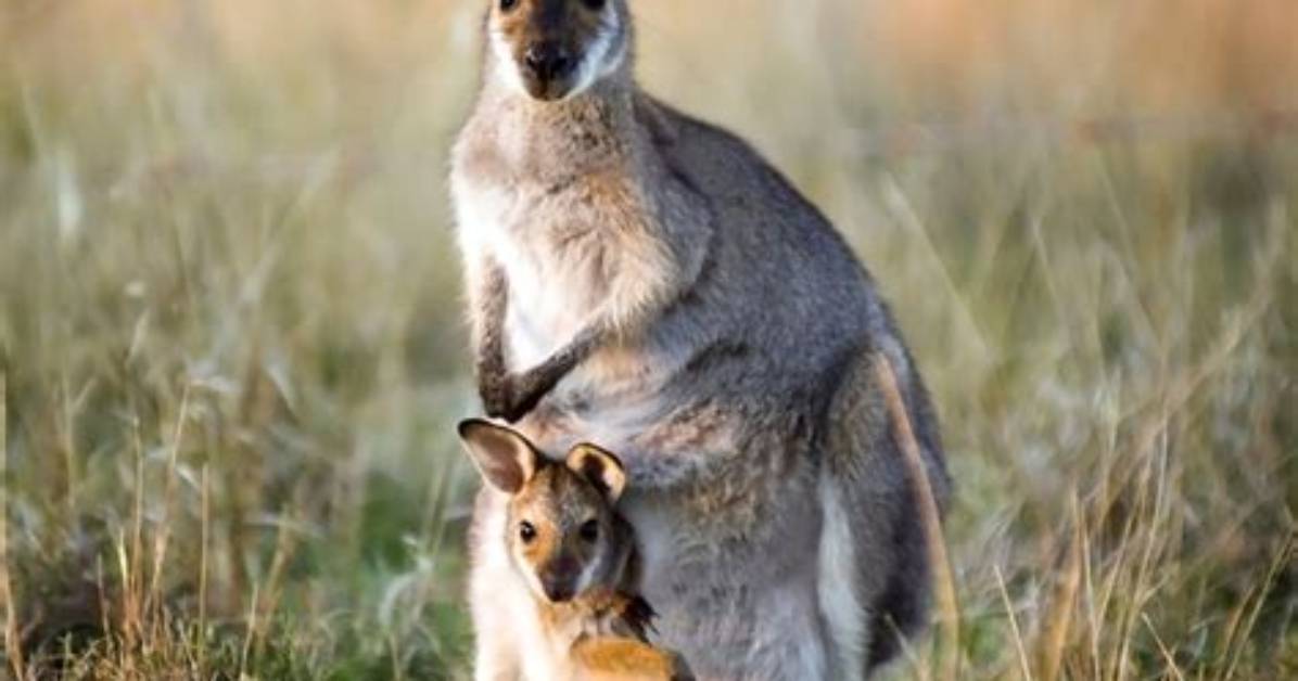 What Are Baby Kangaroos Called?