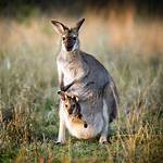 What Are Baby Kangaroos Called?