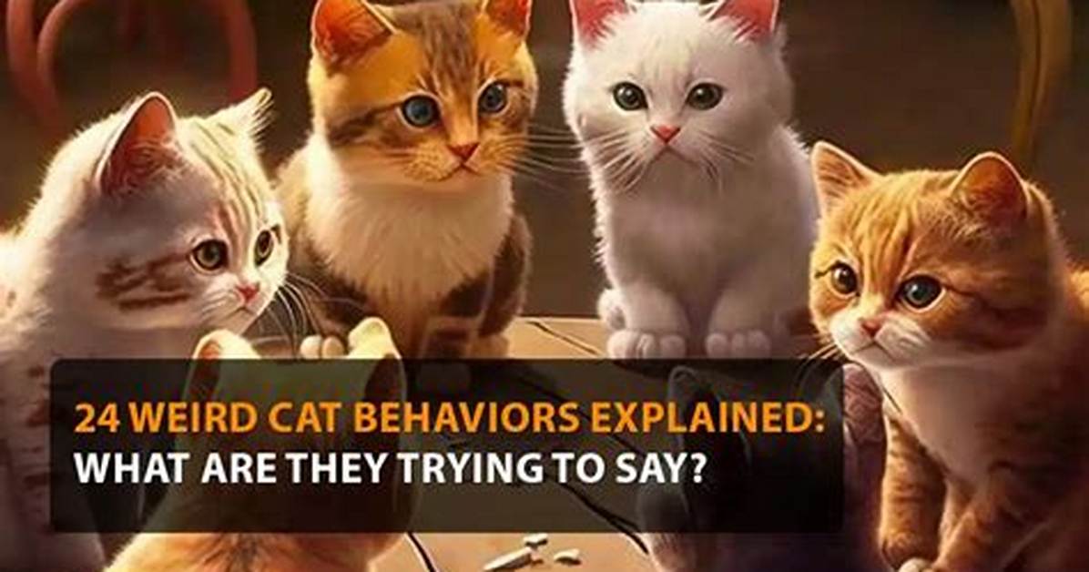 What Are Cats Trying to Say When They Meow?