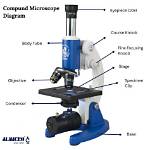 What Are Compound Microscopes Used For