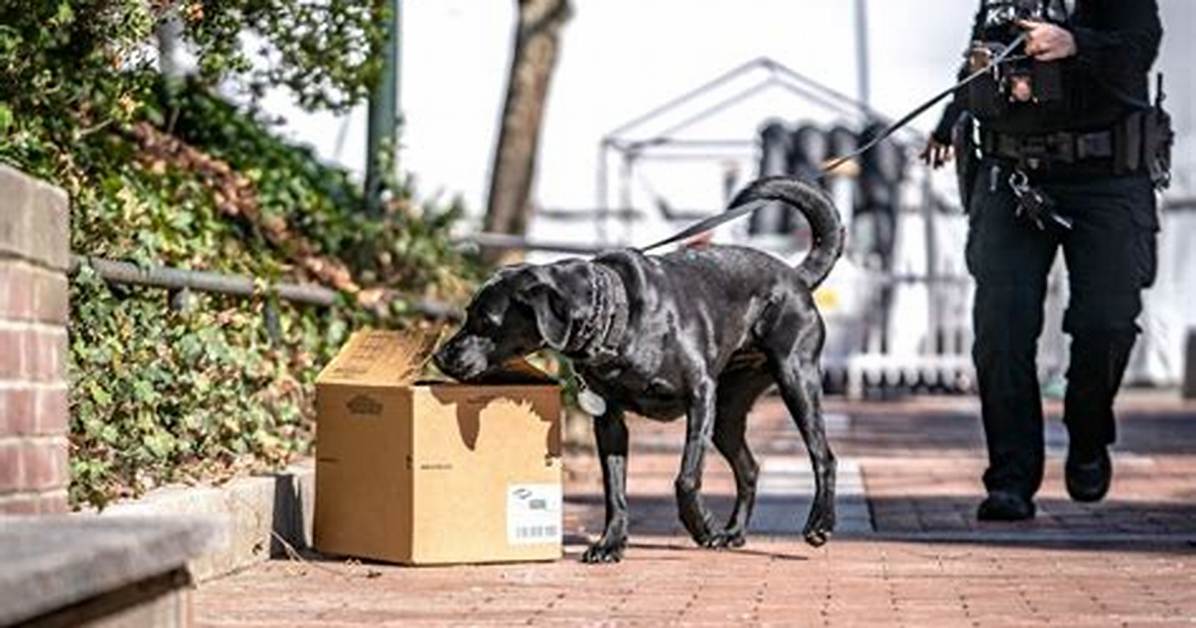 What Are Drug Dogs Looking for?