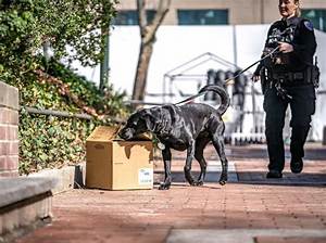 What Are Drug Dogs Looking for?
