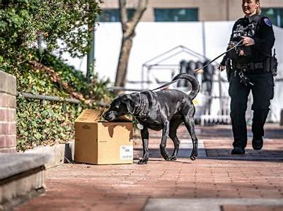 What Are Drug Dogs Looking for?