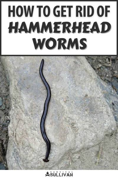 What Are Hammerhead Worms Good for?