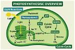 What Are Made in the Light Reactions of Photosynthesis