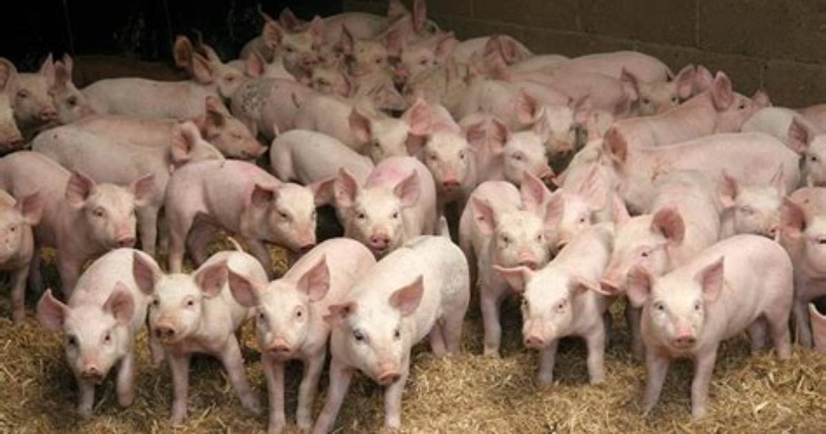 What Are Pig Weaners?