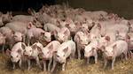 What Are Pig Weaners?