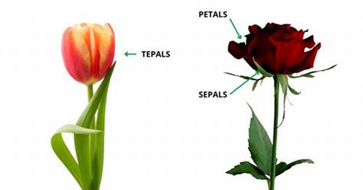 What Are Sepal and Tepal?