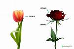 What Are Sepal and Tepal?