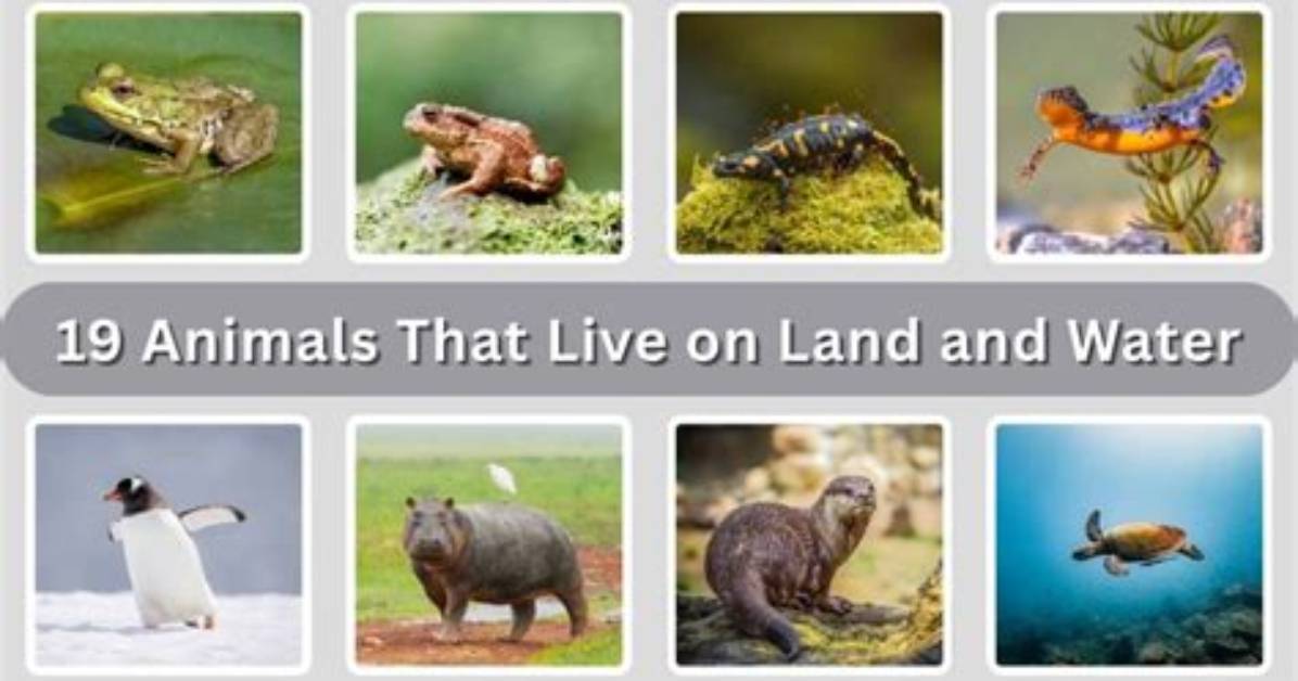 What Are Some Animals That Live in the Forest