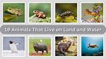 What Are Some Animals That Live in the Forest