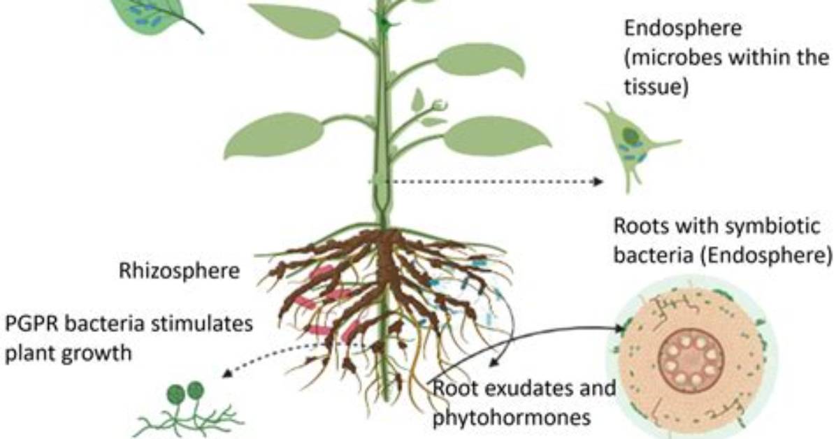 What Are Some Impacts of Symbiotic Protist Parasites?