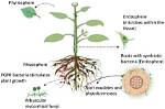 What Are Some Impacts of Symbiotic Protist Parasites?