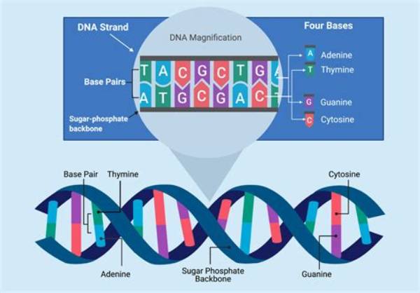 What Are Specific Dna Sequences?