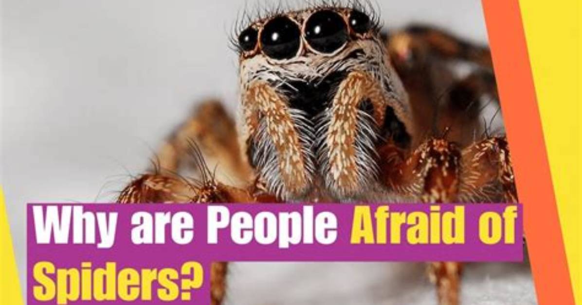 What Are Spiders Afraid of?