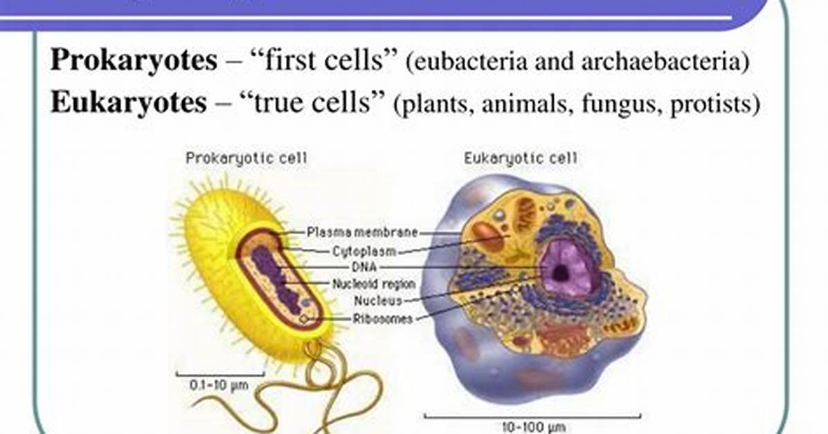 What Are the 2 Major Types of Animals?