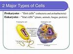 What Are the 2 Major Types of Animals?