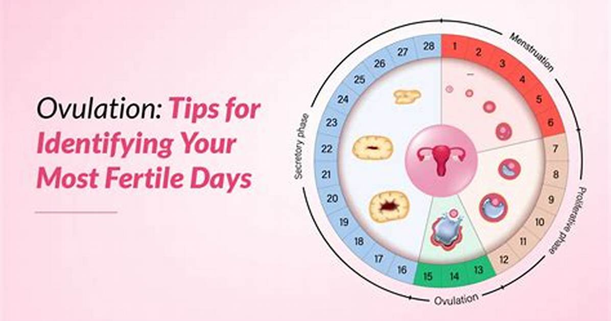 What Are the 3 Most Fertile Days?