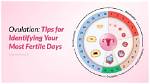 What Are the 3 Most Fertile Days?