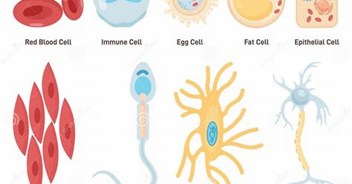 What Are the 4 Types of Cells?