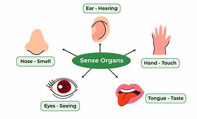 What Are the 4 Types of Senses?
