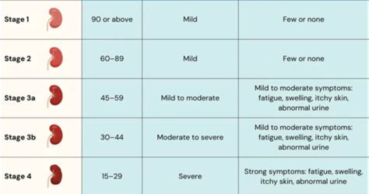 What Are the 5 Stages of Kidney Disease?