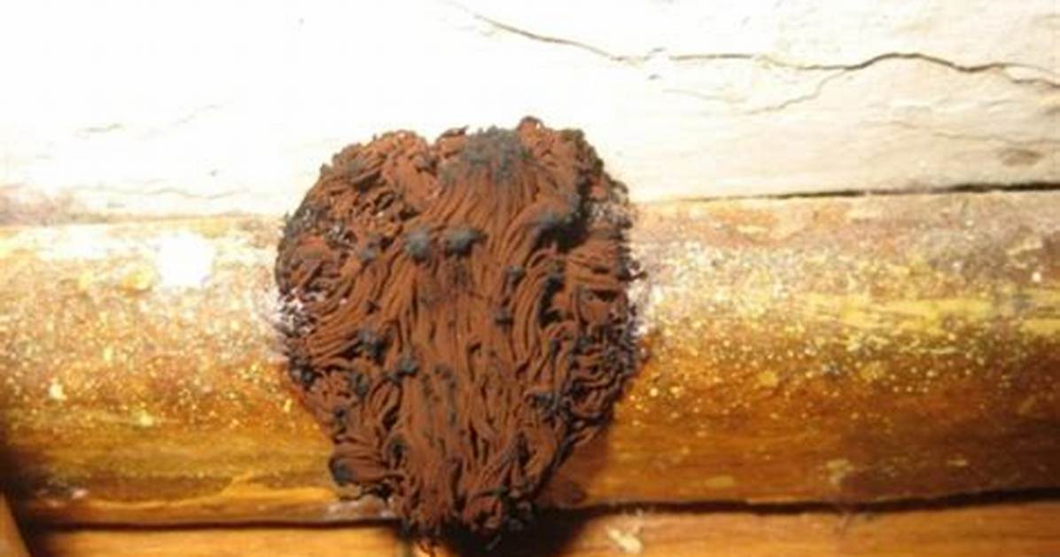What Are the Causes of Brown Mold in Homes?