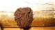 What Are the Causes of Brown Mold in Homes?