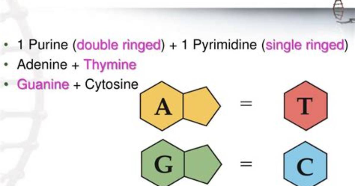 What Are the Complementary Base Pairs That Form in Dna?