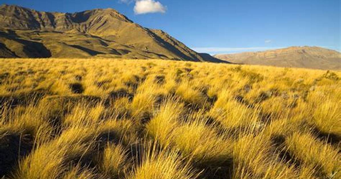 What Are the Grasslands of Argentina Called