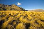 What Are the Grasslands of Argentina Called