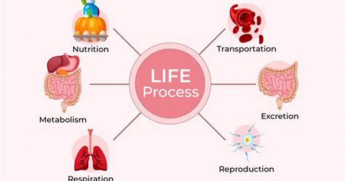 What Are the Life Processes Performed by Cells