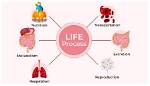 What Are the Life Processes Performed by Cells