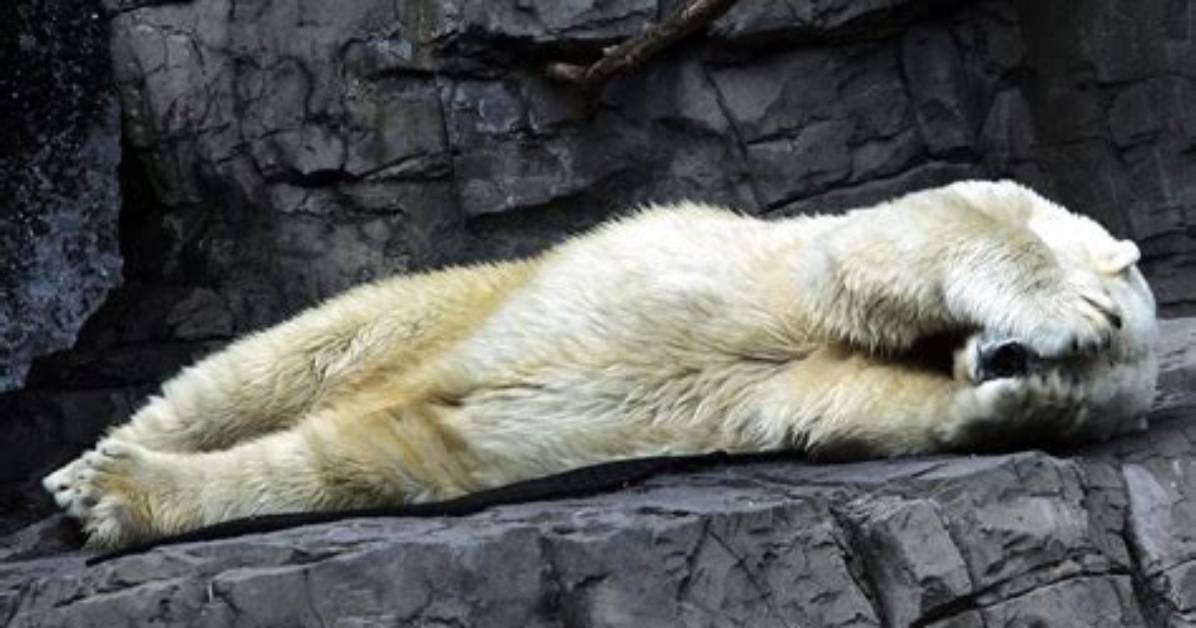 What Are the Saddest Animals?