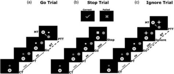 What Are the Sequence of the Stop Codons?