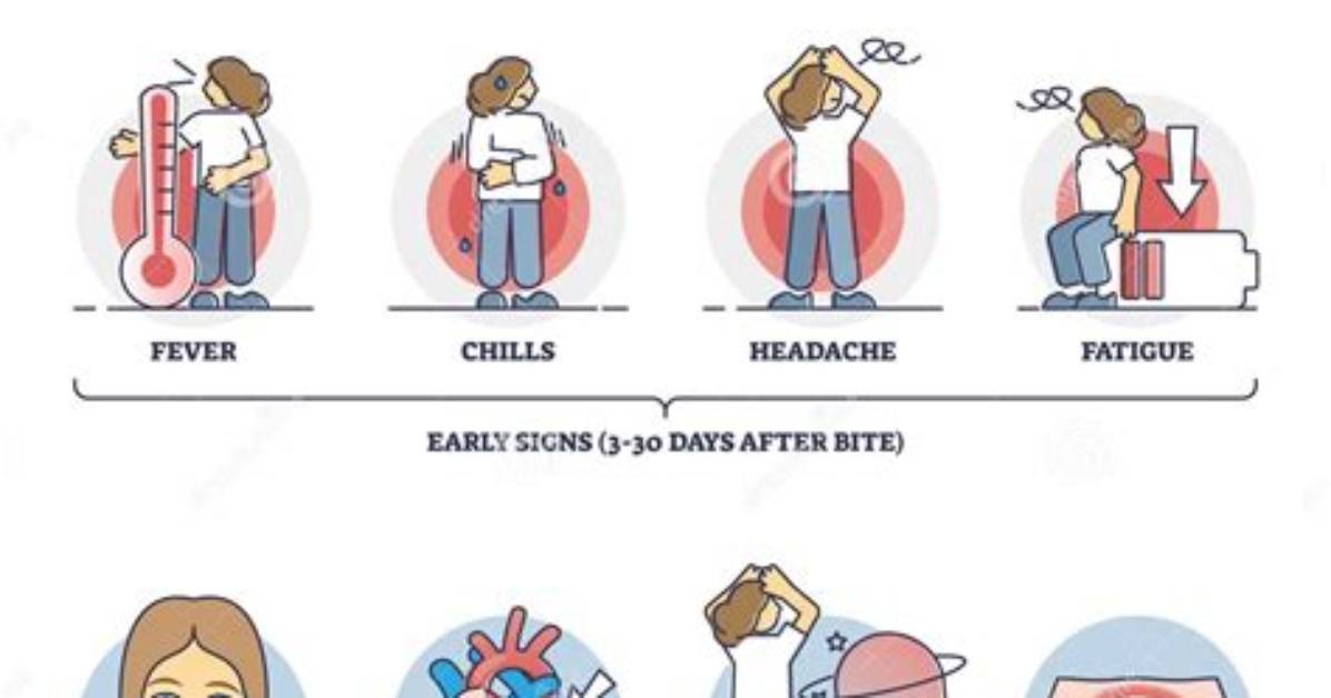 What Are the Symptoms of Lyme Disease in Humans?