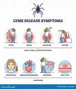 What Are the Symptoms of Lyme Disease in Humans?