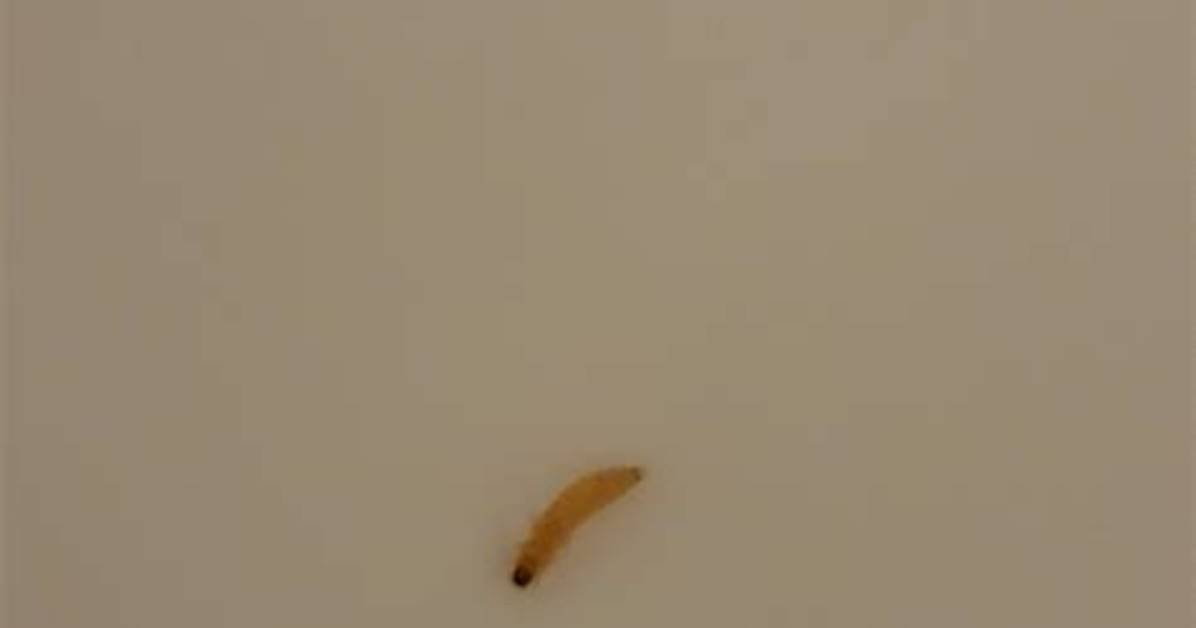 What Are the Tiny Worms on My Clothes?