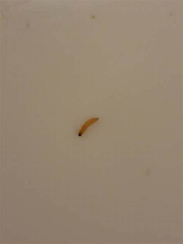 What Are the Tiny Worms on My Clothes?