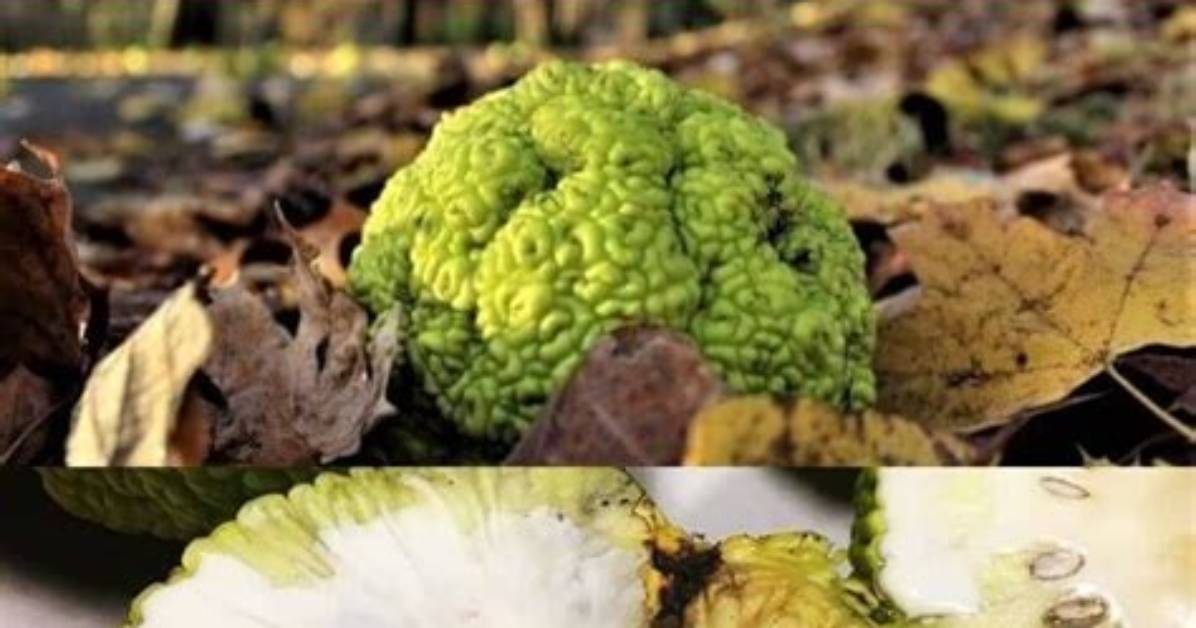 What Are the Uses of Hedge Apples for Repelling