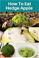 What Are the Uses of Hedge Apples for Repelling Mice?