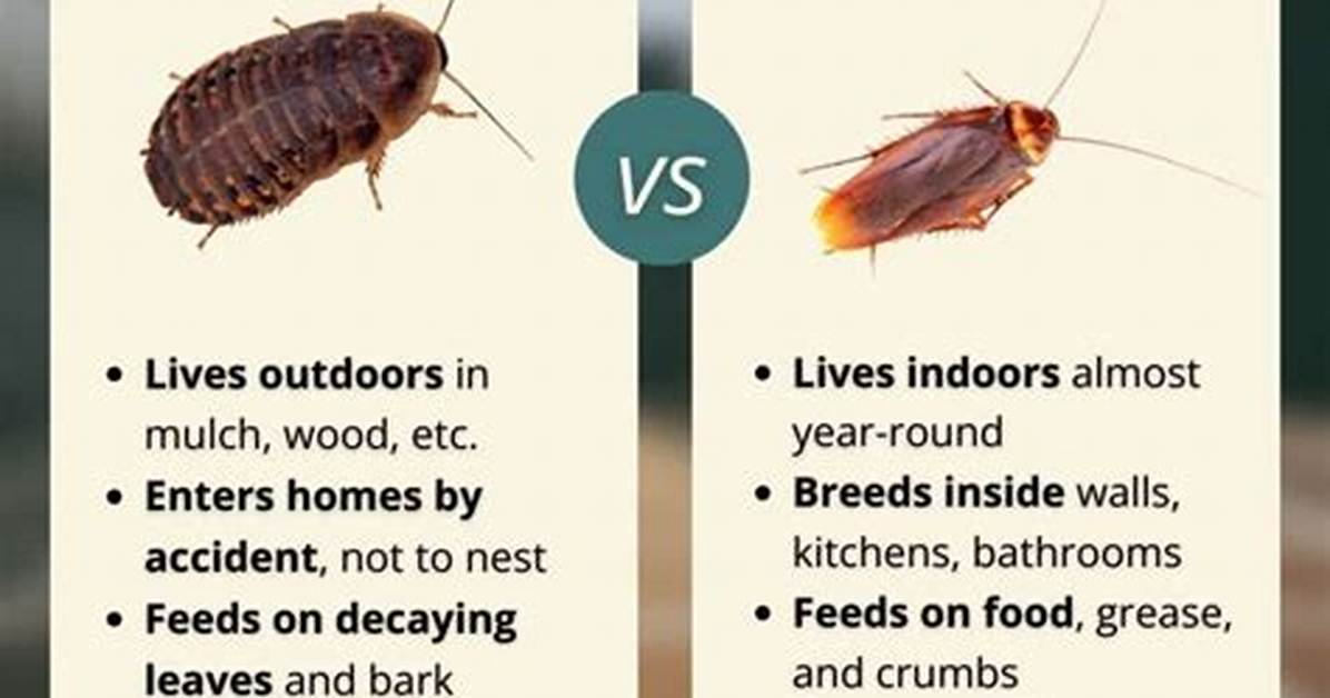 What Are the Weaknesses of Roaches?