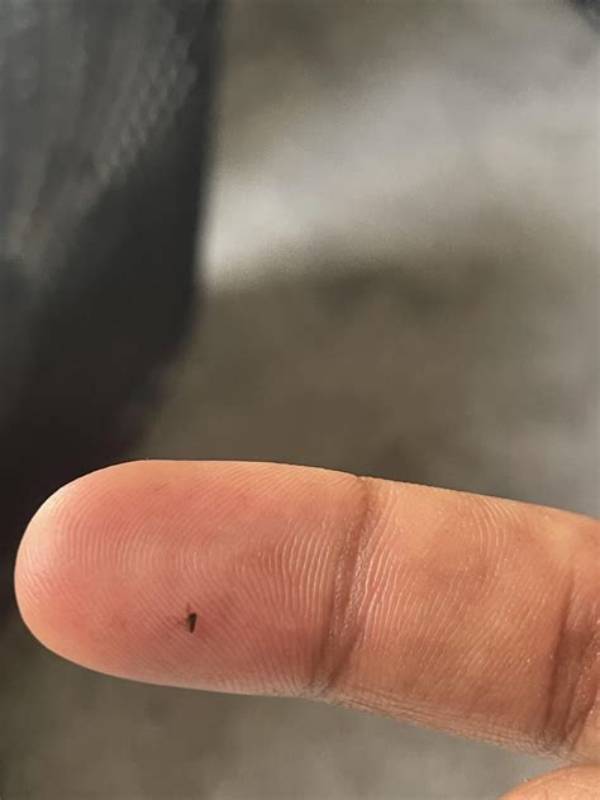 What Are These Little Black Dots on My Bed?