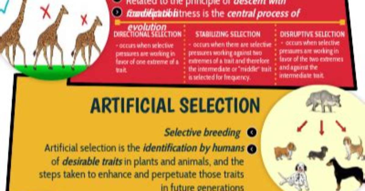 What Are Two Mechanisms of Genetic Change