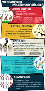 What Are Two Mechanisms of Genetic Change