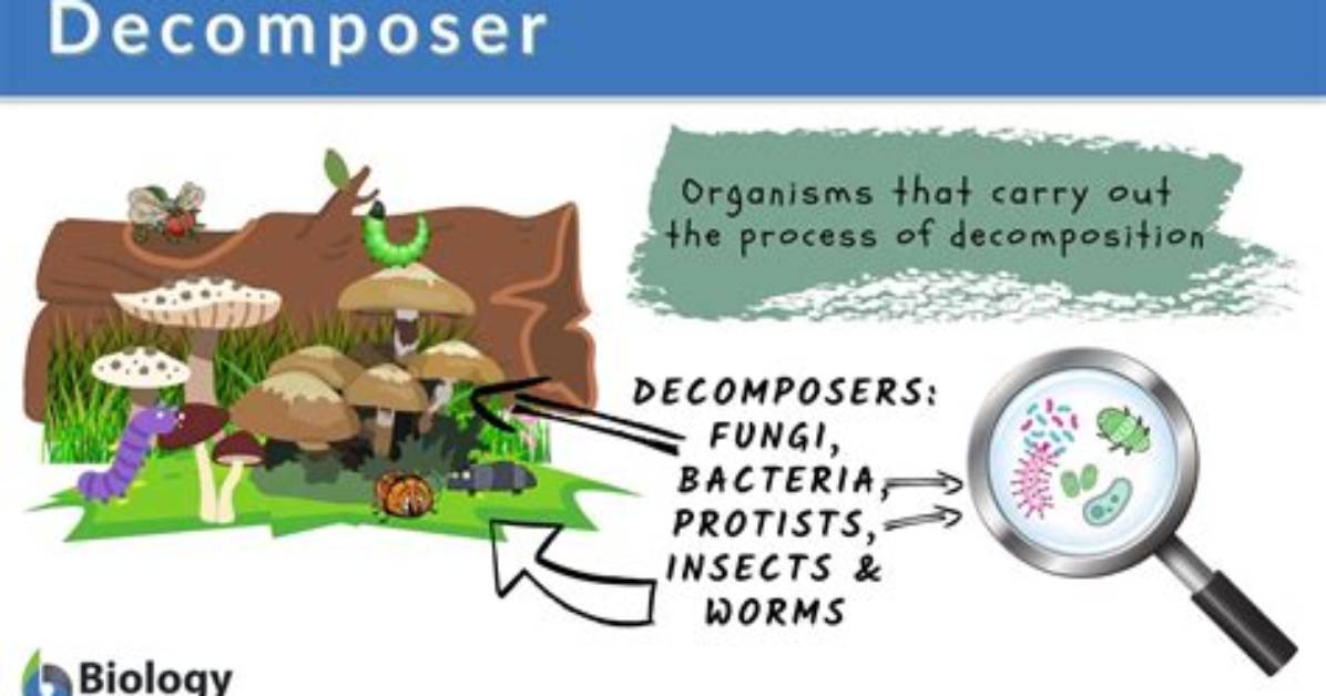 What Are Two Types of Decomposers