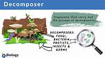 What Are Two Types of Decomposers