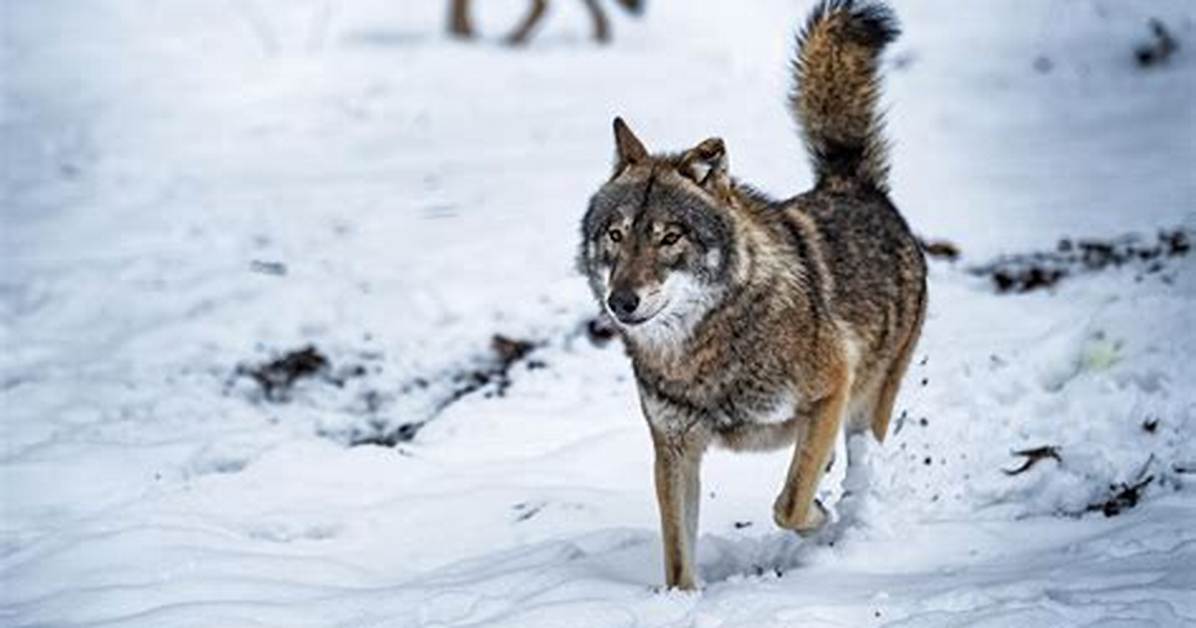 What Are Wolves Scared Of